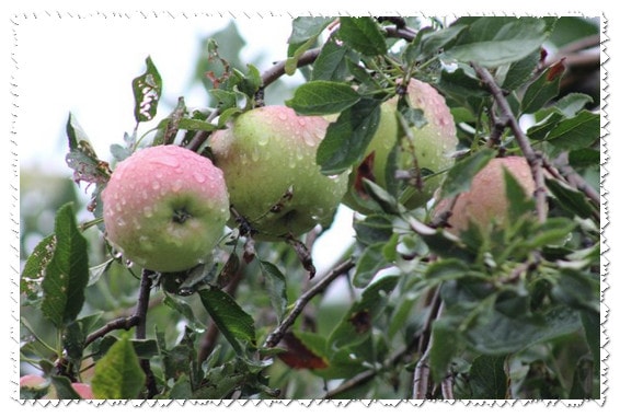 Статья на немецком языке с переводом и упражнениями. Наступила осень.. Der Herbst ist da..